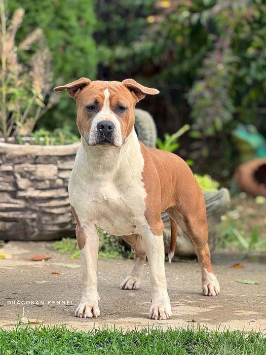 Pui amstaff rasa pură cu pedigree