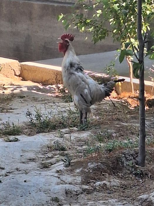 Jinsiy aloqa paytida jinsiy olatni ustida suyuqlik bor