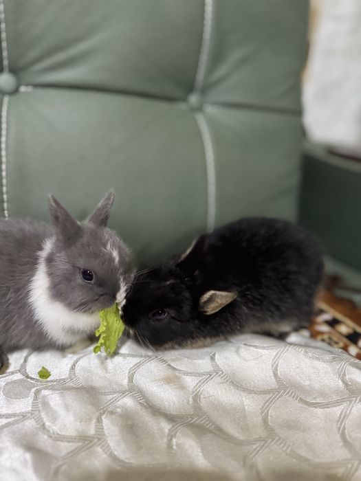 Ручнык кролики мини