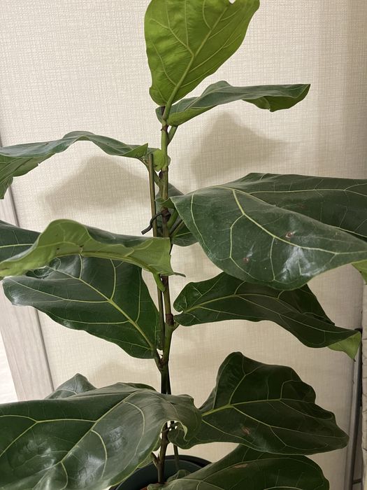 Фикус Лирата 65 см