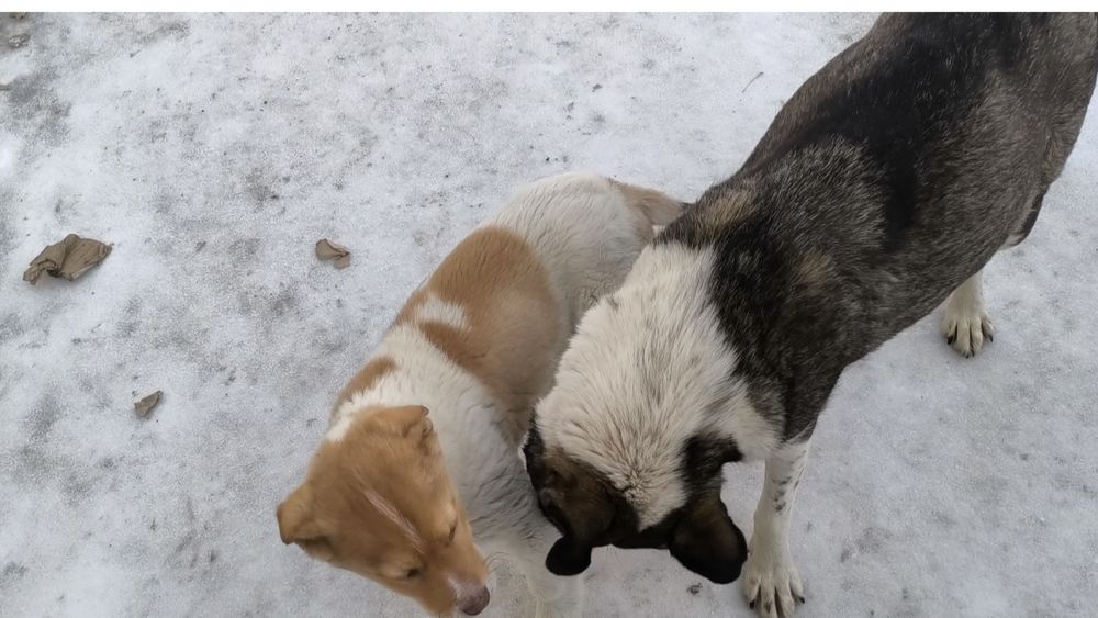 Щенок мальчик и девочка 2,5-3.