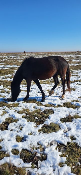 Продам лошадей! Кобыл, кобыл с жеребятами!