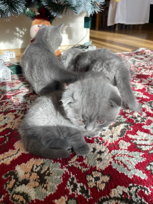 Малки сини британки/шотландки