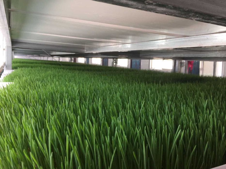 Продажа высококачественного гидропонного корма для скота (Только опт)!