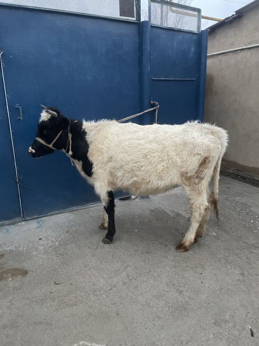 Ала тана сатылады