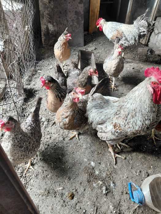 Продам инкубационный яйца легбар