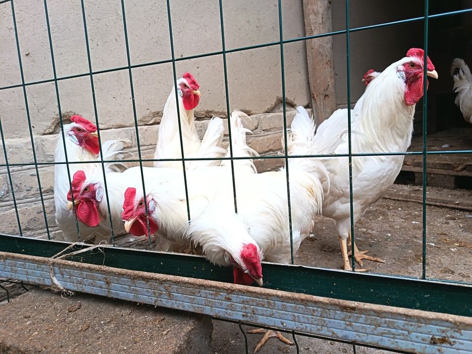 Леггорн стандарт ху́розлари сотилади...