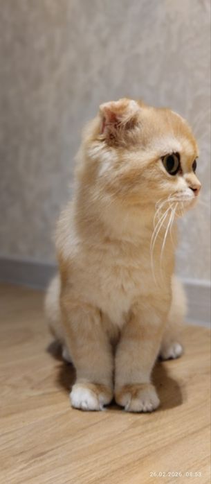 Золотая шиншилла фолд. .