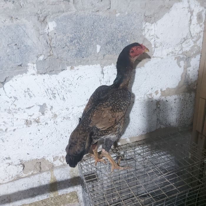 Корейц курочка 1год ноги квадрат