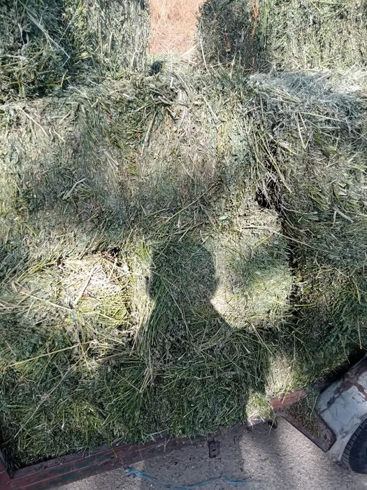 Vând baloti de lucernă fragă și rulade de fân
