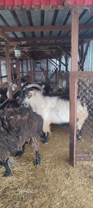 Продам альпийского козла