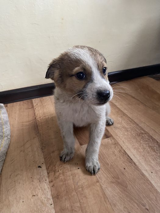 Мальчик и девочка  ищут  дом