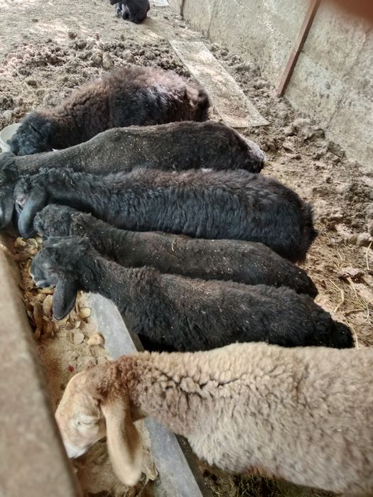 Эркек козылар 7шт