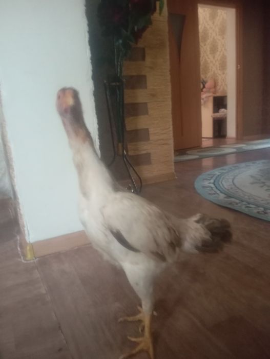 Срочно продам курицу бразильку