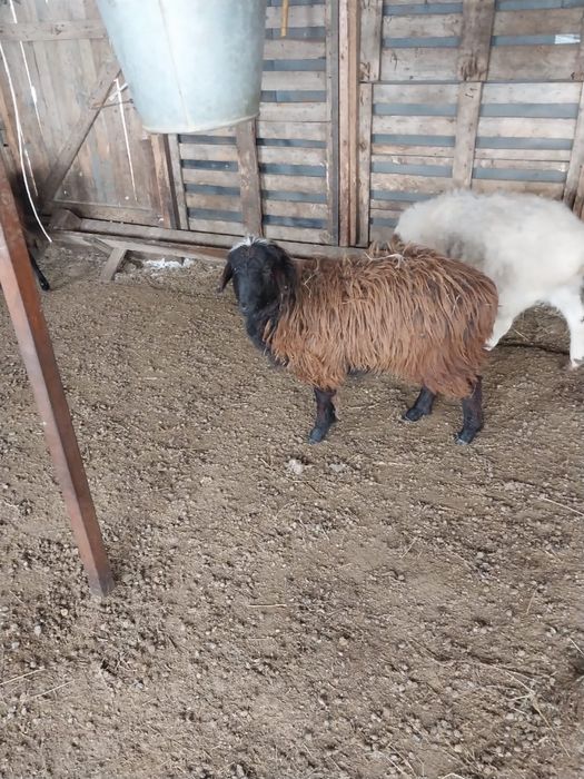 Продам бараны    .