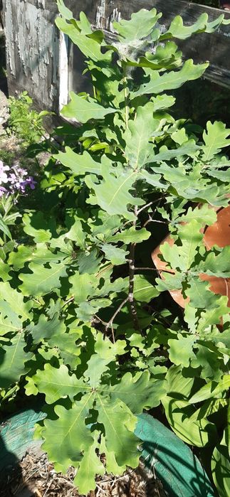 Продам саженцы дуба