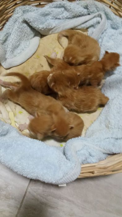 Котята мейн-куны