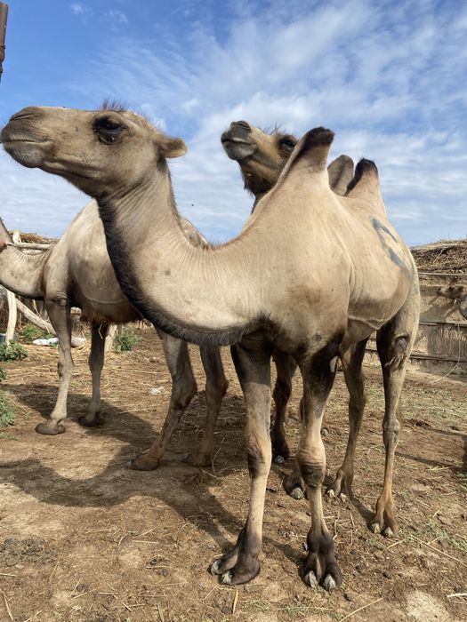 Ескі сиқырлар мен писькилер