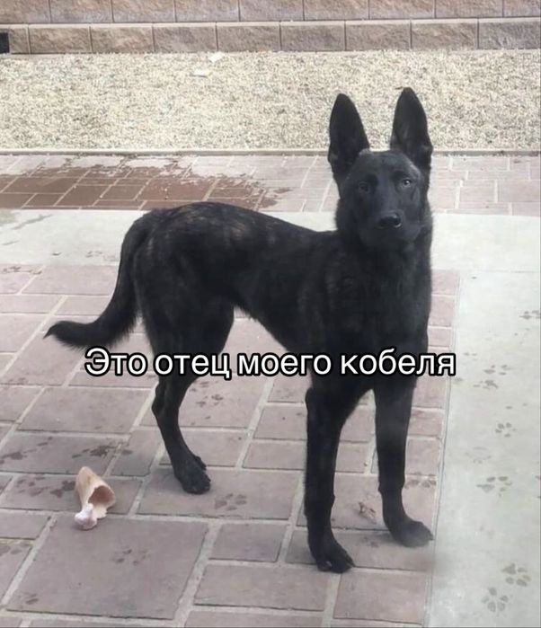 Красивый кобель ищет невесту