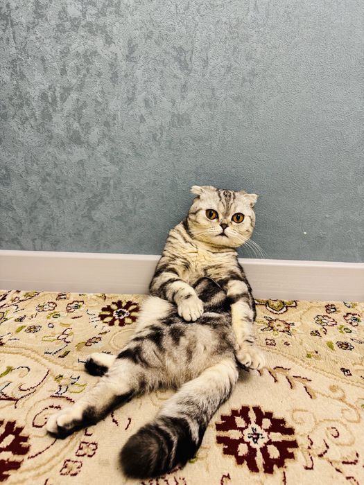 Кот шотладский вислоухий