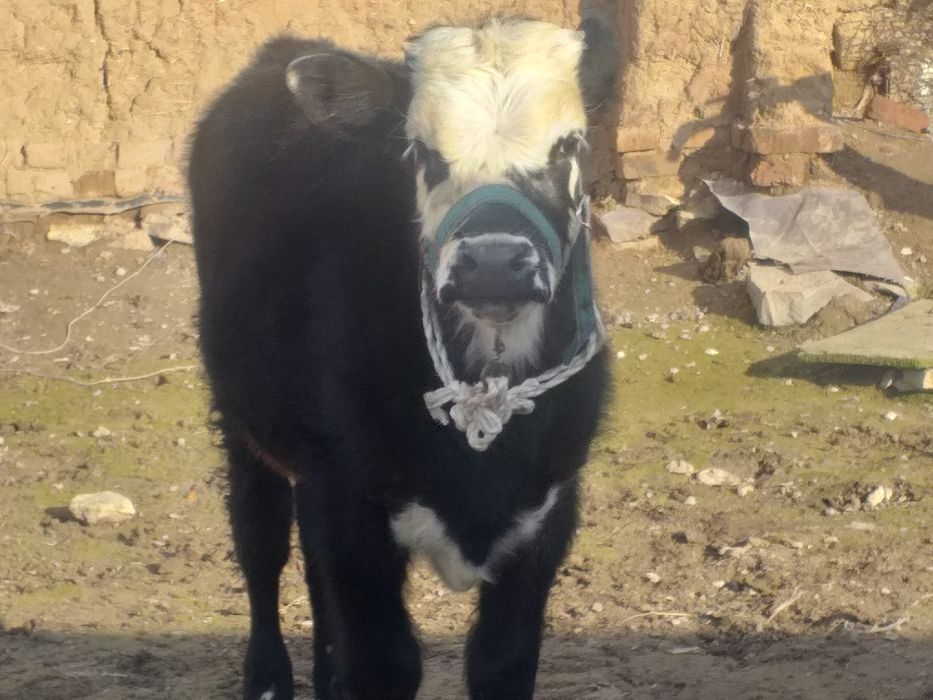 бычок сатылады дені сау