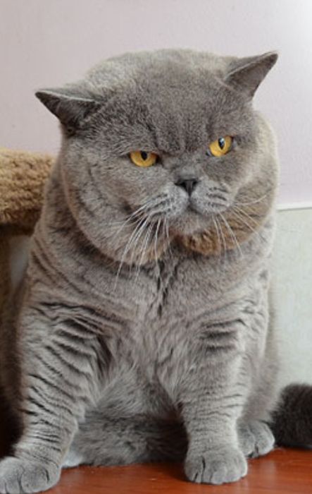 Британские Котята