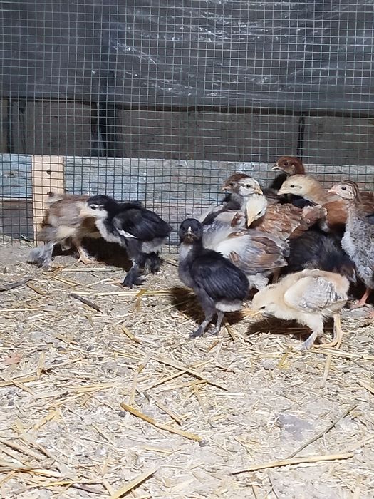 Циплята.жужалар. 20000 сумдан