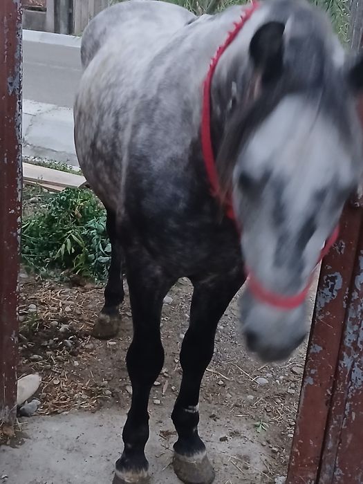 Vand armasar 7ani