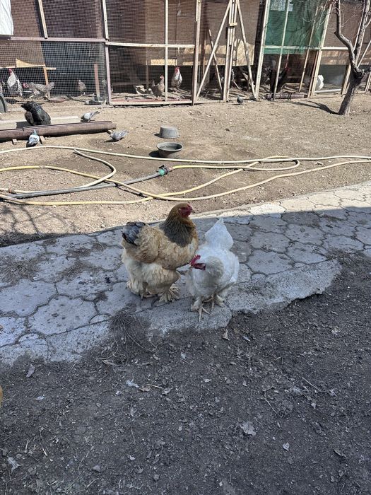 Инкубационное яйцо