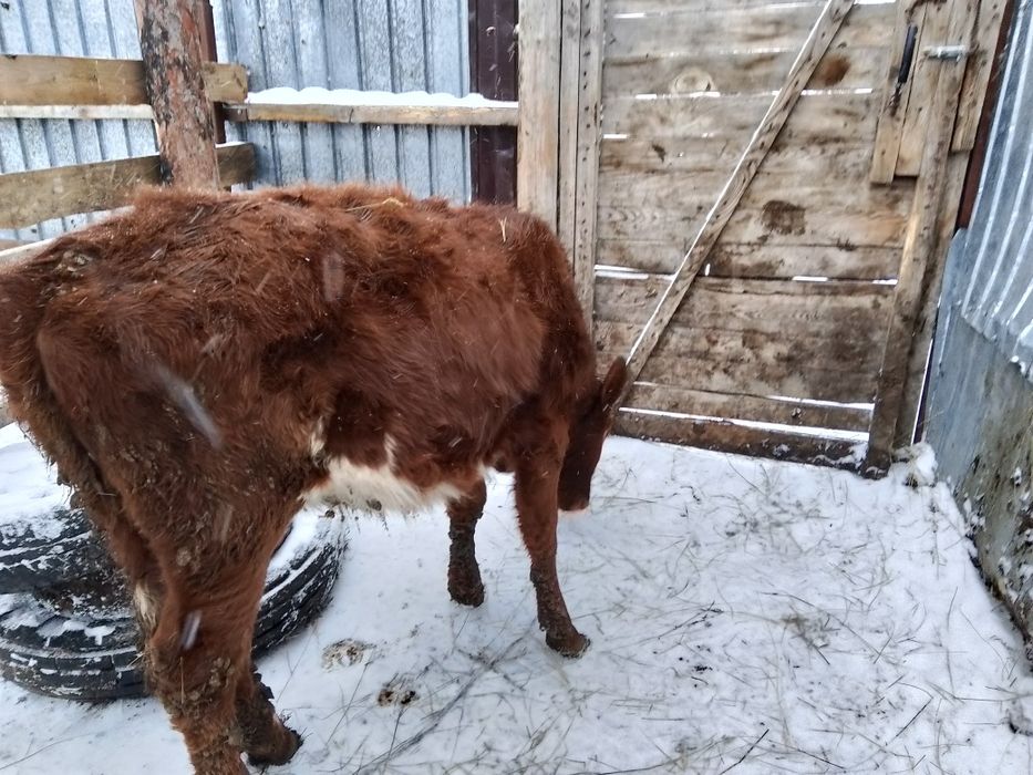 Продам телёнка телочка