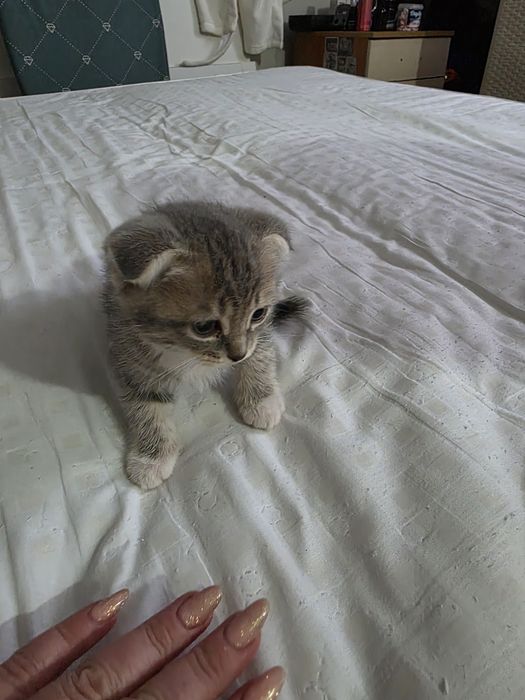 Котята бесплатно