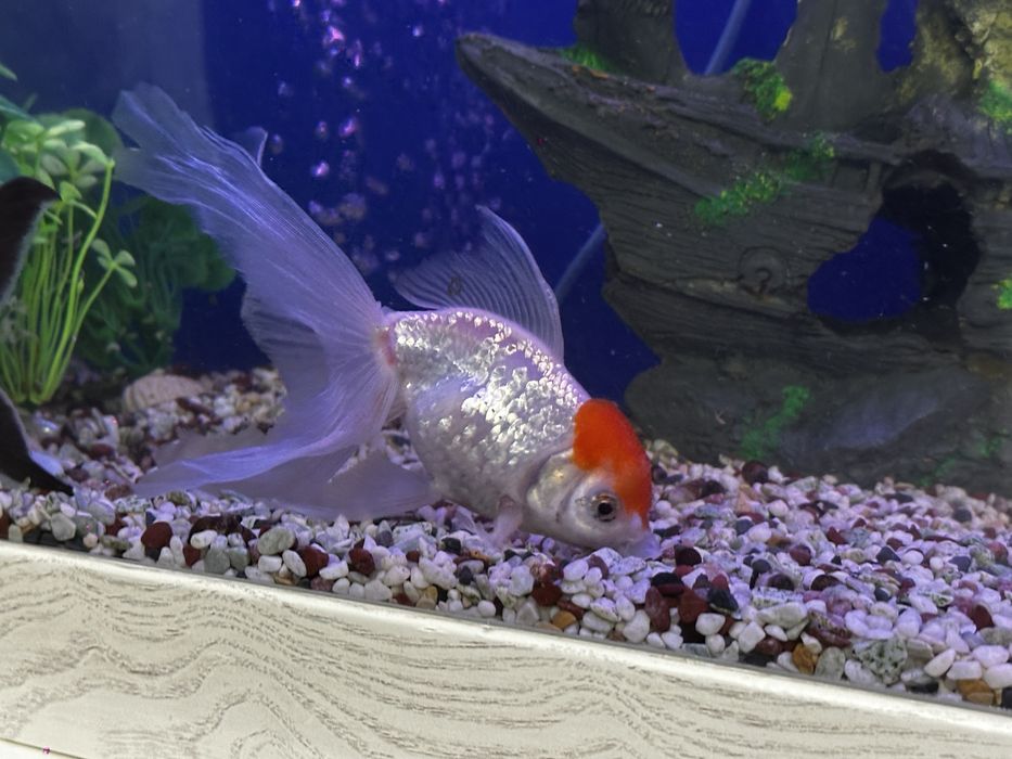 Аквариум с рыбками