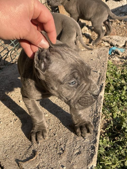 Кане Корсо Сивии