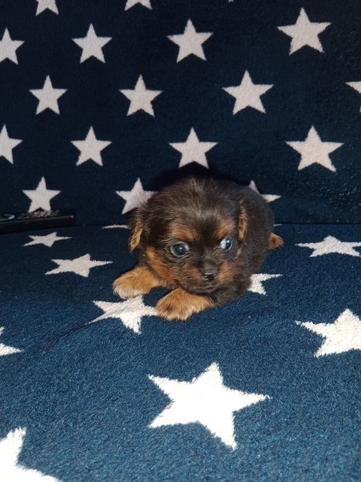 Срочно продам щенков!