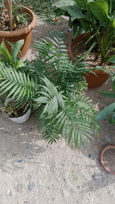 Цветы әдемі гүлдер