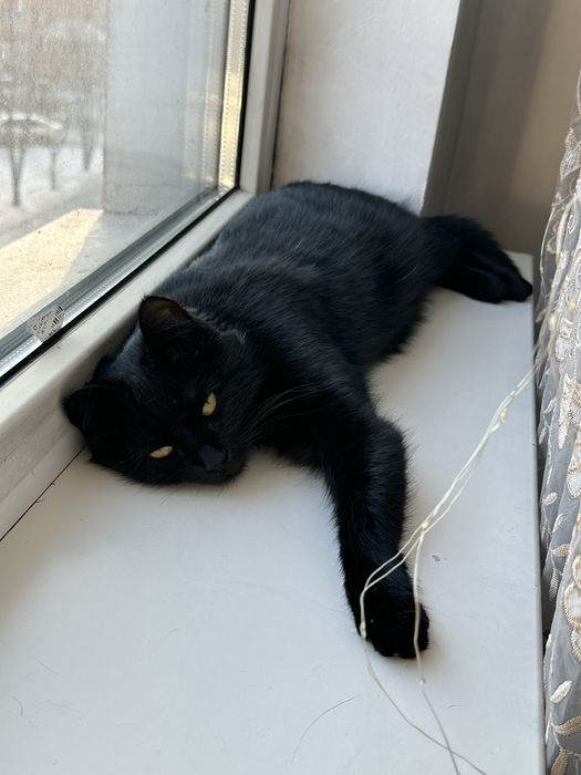 Котенок ищет дом