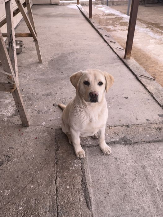 Добрый игривый Лабрадор продаю