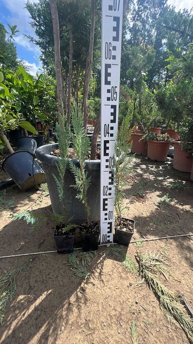 Leylandii de la 50 la 100cm