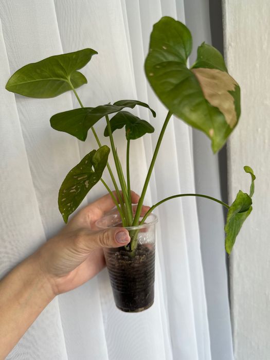 Сингониумы сортовые