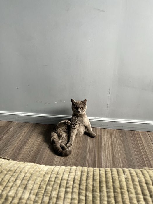Котенок,британка «описание»