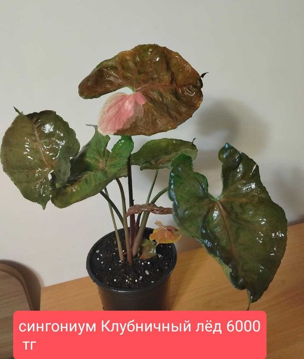 Продам комнатные  растения.