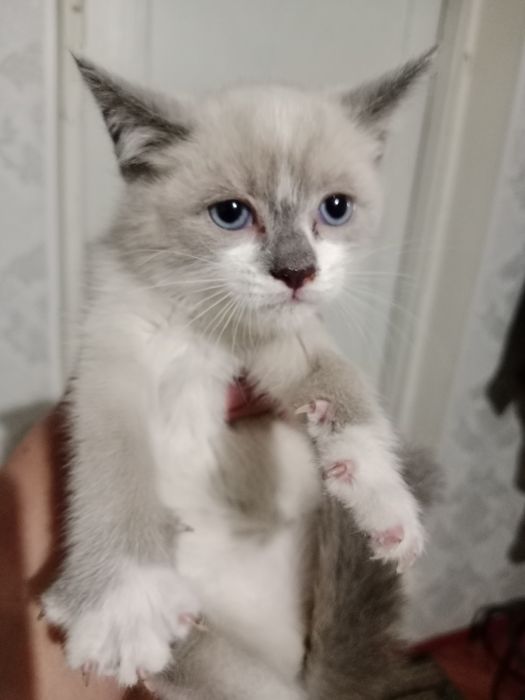 Отдам котят в хорошие руки
