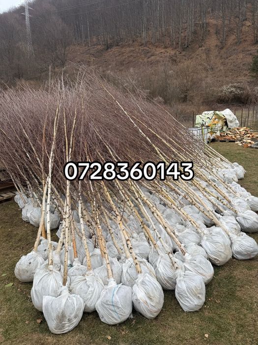 Mesteacan alb-oferta anului