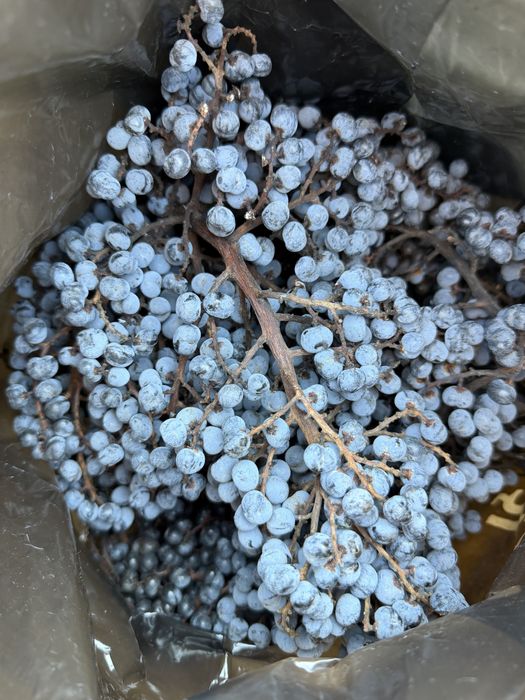 Семена студоустойчива палма Трахикарпус