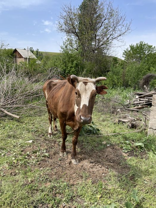 Сиыр,4ші тума азанда кешке 10-15л сүт береді
