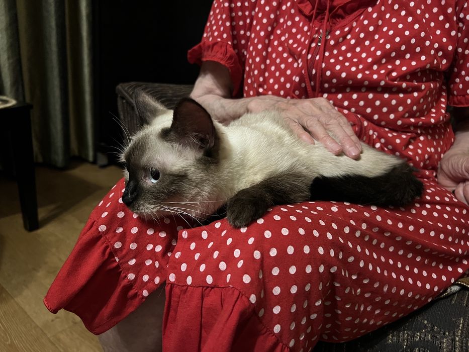 Домашний котенок девочка