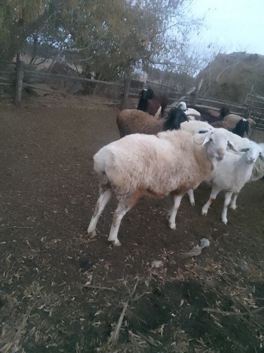 Баран  кошкар большой