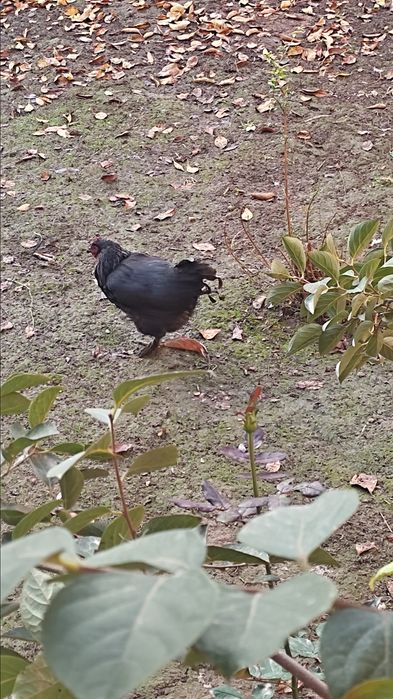 Дамашний товук сотилади