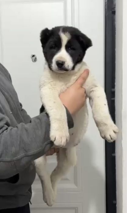 Щенки САО, Тобет, Алабай!