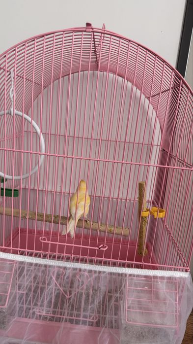 Канарейка, самка